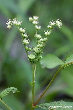 Flowers and fruit